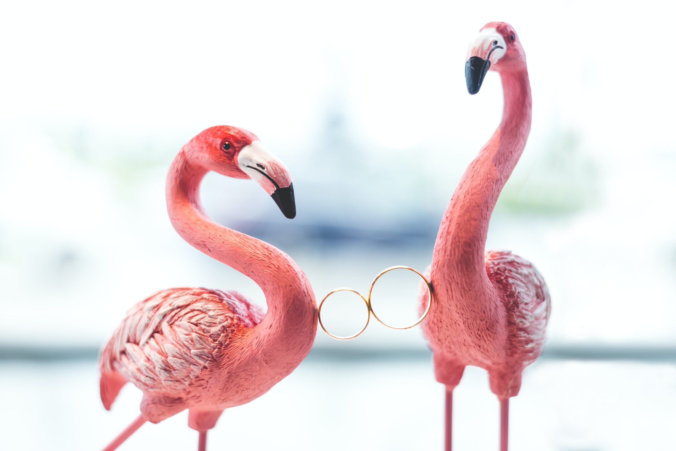 Wedding Season in Florida - Flamingos