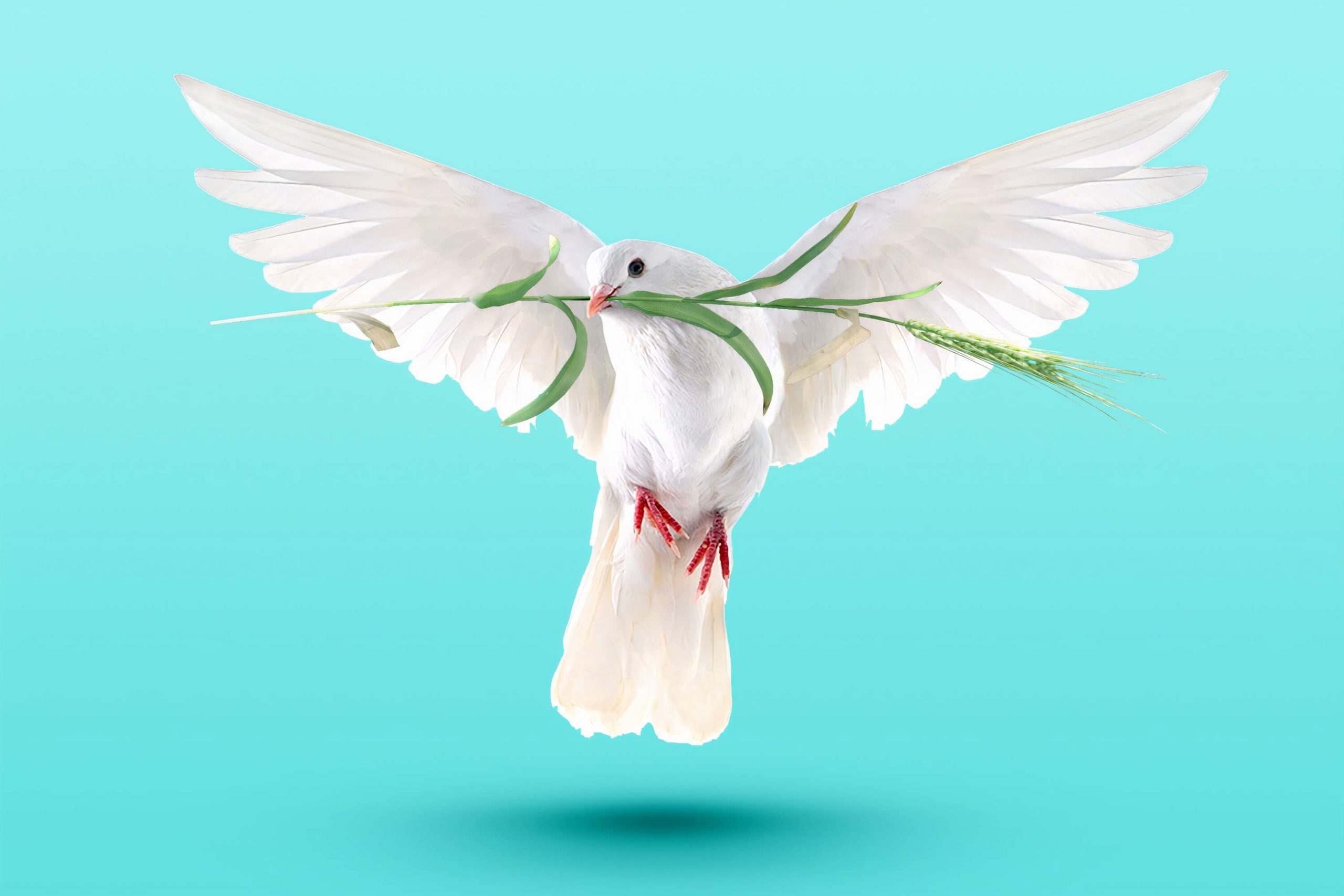 White dove holding green sprig